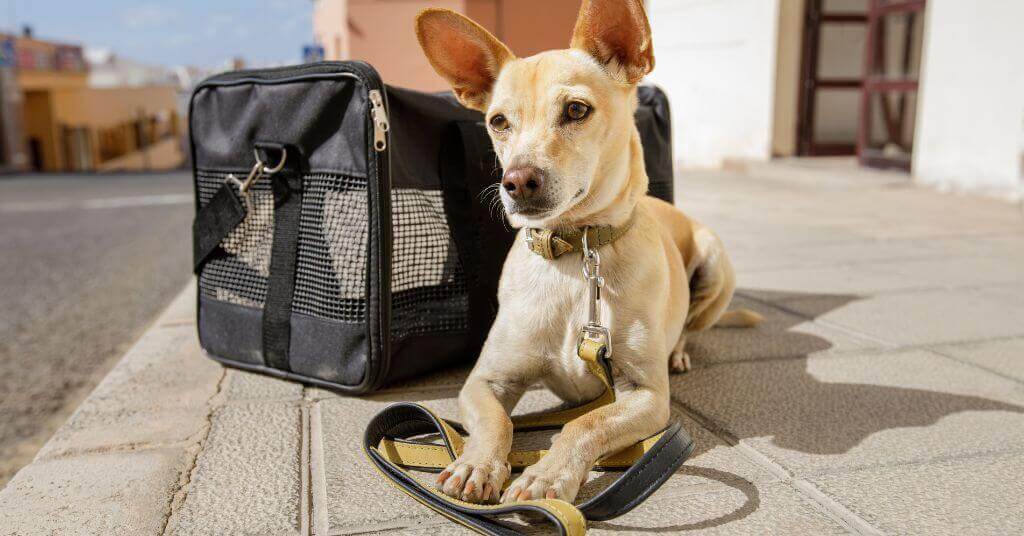 Quel sac de transport choisir pour voyager avec son chien ? - Animaw